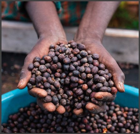 UGANDA Robusta Specialty - Img 3