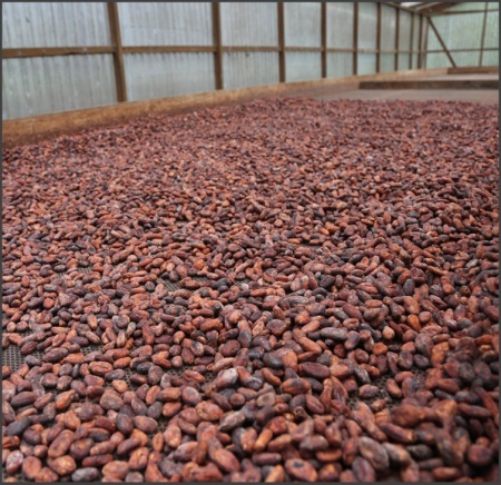 Artisanal Chocolate Bean to Bar -  GRENADA Mount Horn - BRONZE WINNER 2025@Chocawards - Img 3