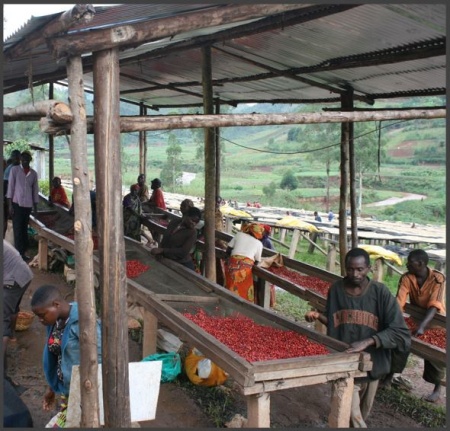 BURUNDI Gakenke Kayanza Honey - Img 4
