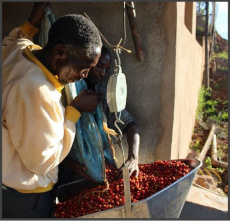 BURUNDI Kayanza Butegana Cima Yeast - Img 2