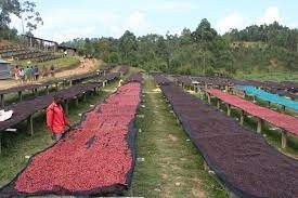 BURUNDI Nemba Kayanza Natural - Img 3
