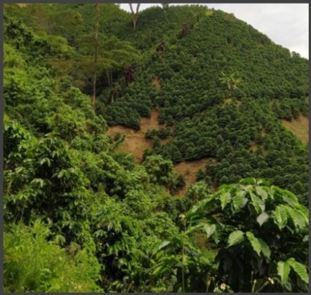 COLUMBIA Finca La Esperanza Huila - Img 3