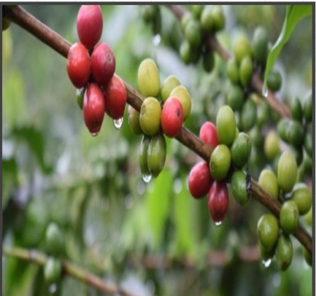 COLUMBIA Huila Finca Las Palmas Blueberry Co-fermented Washed - Img 4
