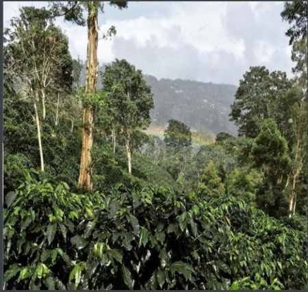 COSTA RICA Aquiares Estate Juanilama Plant Co-fermented - Img 2