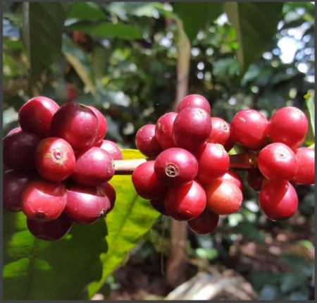 DECAF COLUMBIA Tumbaga Sugarcane - Img 7