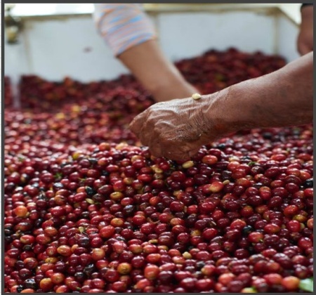 ECUADOR Finca San Pablo Anaerobic Washed - Img 3