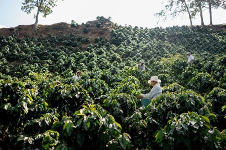 EL SALVADOR Beneficio Las Cruces Anaerobic Natural Mountain Dry 300+H - Img 3
