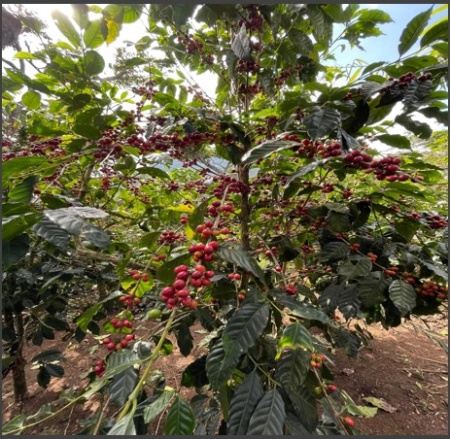 EL SALVADOR Finca Puerto Arturo Anaerobic Natural - Img 2