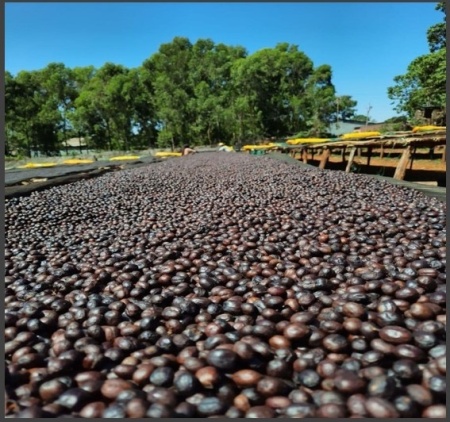 ETHIOPIA Yirgacheffe Chelichele Anaerobic Natural Oro Yeast Gr 1 - Img 2