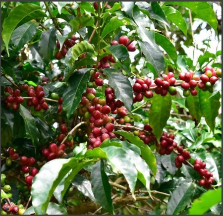 ETHIOPIA Yirgacheffe Idido Washed - Img 6