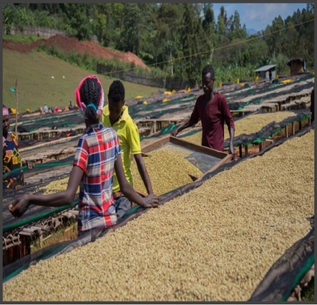 ETIOPIA Sidamo Ato Tona - Img 4