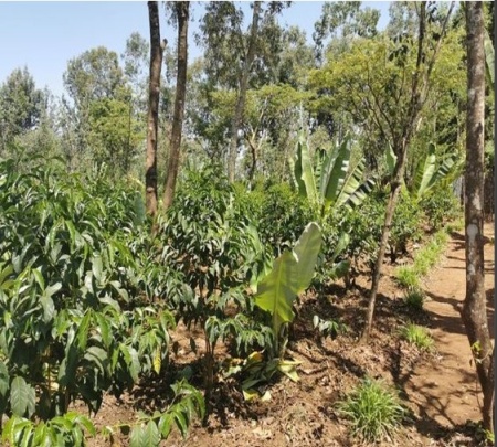 ETIOPIA Sidamo Legesse Matisso Natural Gr. 1 - Img 2