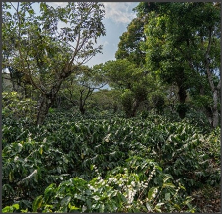GUATEMALA Finca Santa Rita Anaerobic Natural - Img 3