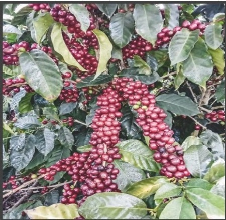HONDURAS Finca El Jardin - Img 4