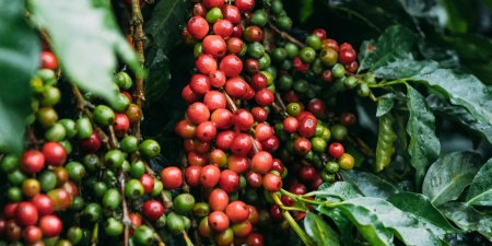 KENYA Nyeri Ruka Chui - Img 3