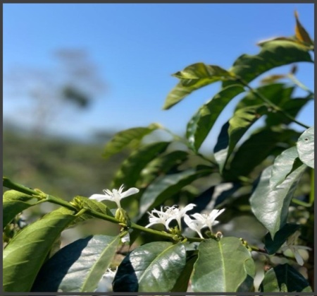 MEXIC Chiapas Finca El Flamingo - Img 3