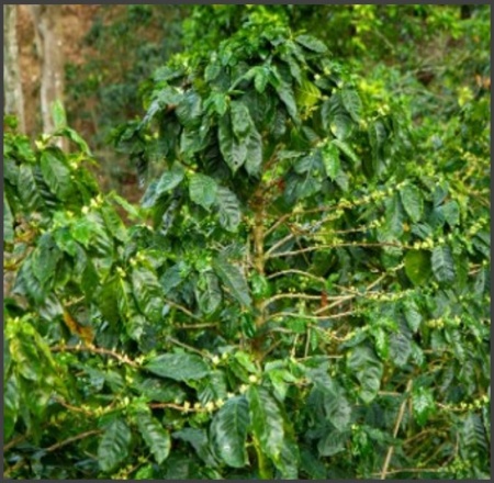 NICARAGUA Finca Las Hortensias - Img 2