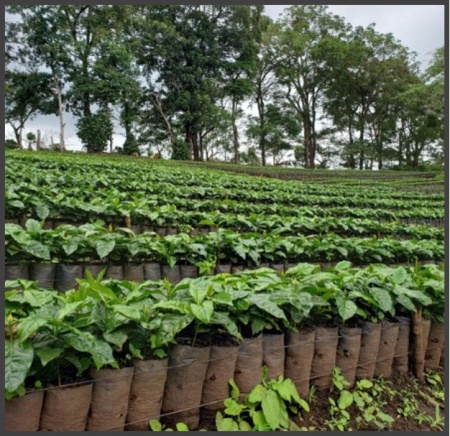 NICARAGUA Jinotega Finca San Ramon - Img 4