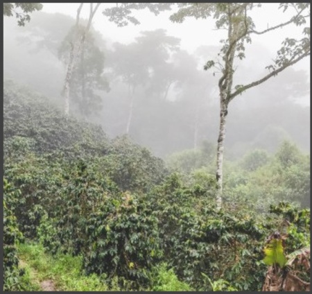 NICARAGUA Mozonte Finca La Esperanza - Img 2
