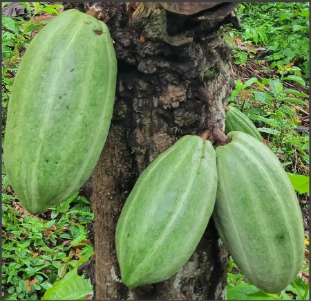 RAW COCOA BEANS - PERU Marahua, San Martin - Img 3