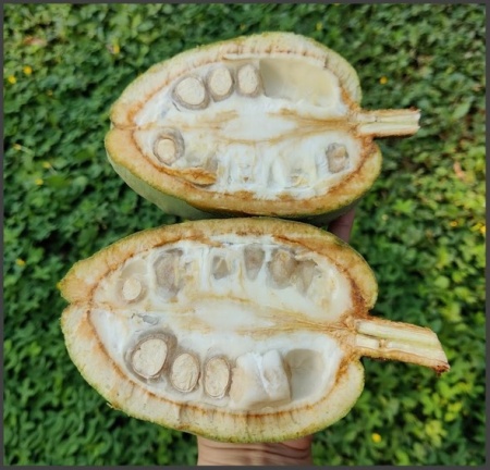 ROASTED COCOA BEANS - COLOMBIA Zocay Meta - Img 2