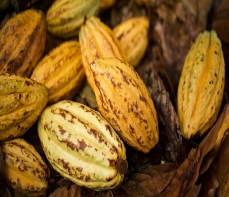 ROASTED COCOA BEANS - ECUADOR Hacienda Limón - Img 3