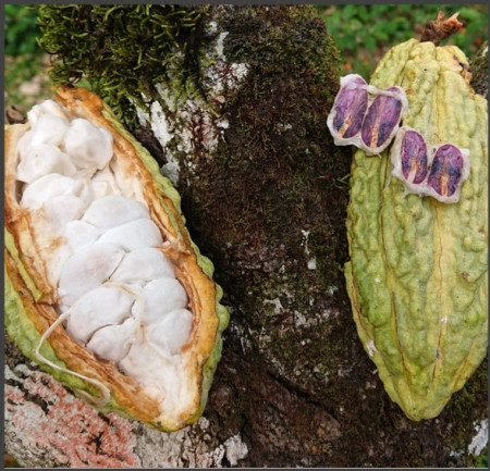ROASTED COCOA BEANS - VENEZUELA Barlovento Villa Franca - Img 2