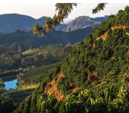 BRAZIL Fazenda Quilombo Aroeira Yellow Bourbon - Img 2