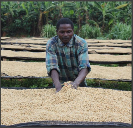BURUNDI Kayanza Butegana Cima Yeast - Img 3