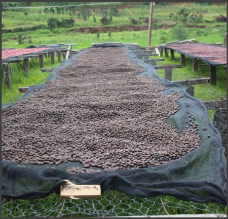 BURUNDI Masha Kayanza Natural - Img 2