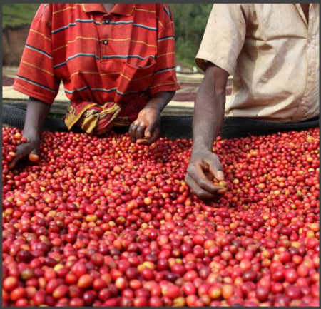 BURUNDI Nemba Kayanza Oro Yeast Washed - Img 2