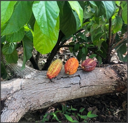 CACAO Boabe Crude - VENEZUELA Gibraltar - Img 2