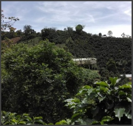 COLUMBIA Finca La Esperanza Huila - Img 2