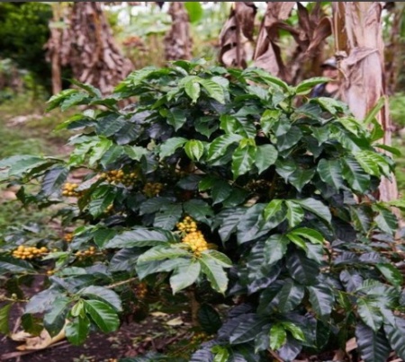 COLUMBIA Huila Finca El Porvenir - Img 3