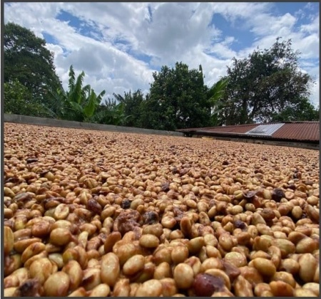 COLUMBIA Quindio Finca La Sirena Pina Colada Co-fermented Washed - Img 2