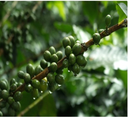 ECUADOR Finca La Josefina Sidra - Img 3