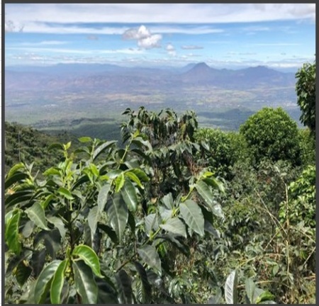 EL SALVADOR Finca La Montana Anaerobic Natural - Img 3