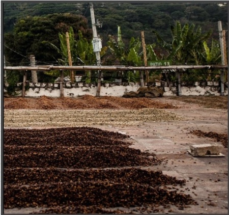 EL SALVADOR Finca Miramar Anaerobic Honey - Img 2