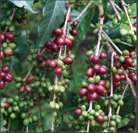 ETIOPIA Guji Abyssinia Mocca - Img 2