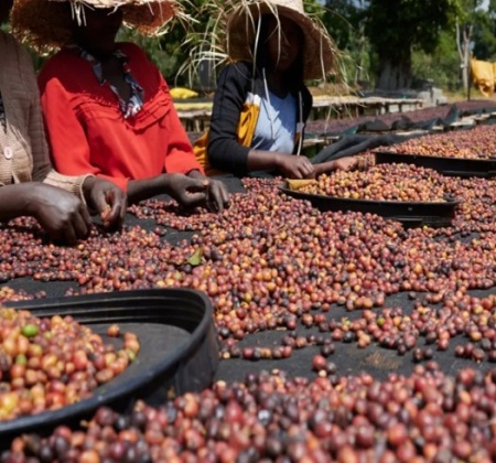 ETIOPIA Sidamo Shantawene Anaerobic Natural Teff - Cereal Ferment - Img 4