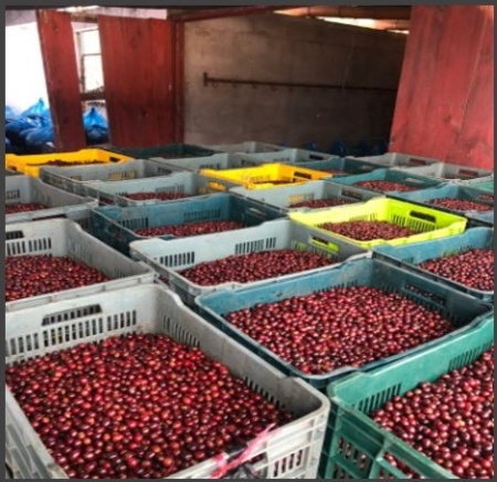 GUATEMALA Finca Pampojila Ruiru 11 - Img 3