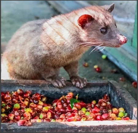 INDONESIA – Sumatra Kopi Luwak – The Jewel of Indonesian Coffee - Img 2