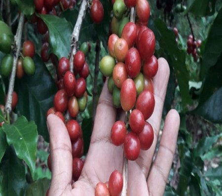 MEXIC Chiapas Altura Organic - Img 4