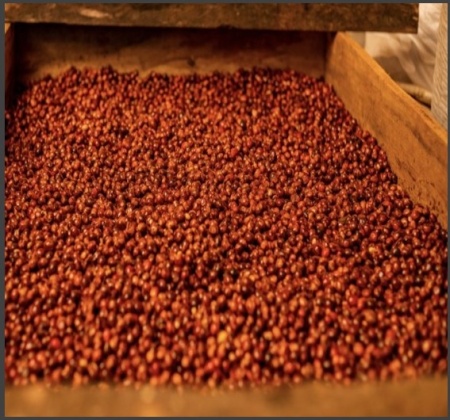PANAMA Chiriquí Finca Mi Finquita Natural - Img 2