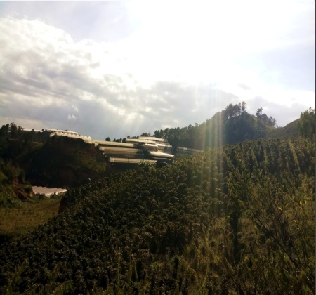 VIETNAM Langbiang Zanya Farm Lavender Co-fermented - Img 2