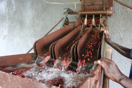 BURUNDI Gakenke Kayanza Washed - Img 2