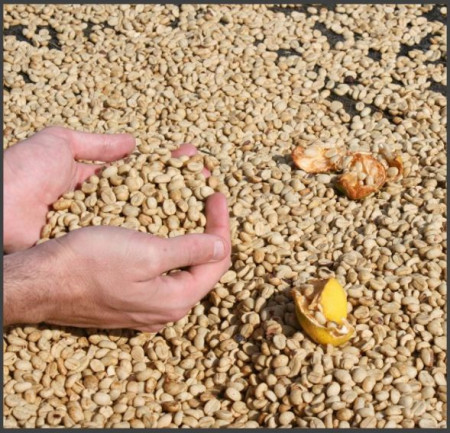 BURUNDI Kayanza Butegana Cima Yeast - Img 4