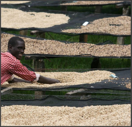 BURUNDI Kibingo Oro Washed Yeast - Img 4