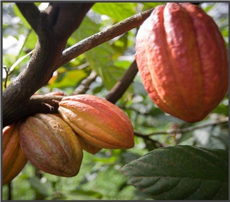 CACAO Boabe Crude - INDONESIA West Bali Jembrana Cooperative - Img 2