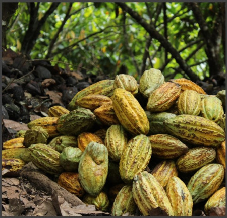 Ciocolata Artizanala Bean to bar - NICARAGUA O'Payo, Managua - SILVER WINNER @Chocawards - Img 4